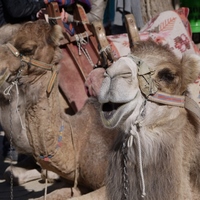 Photo de Turquie - Le Parc Naturel de Göreme